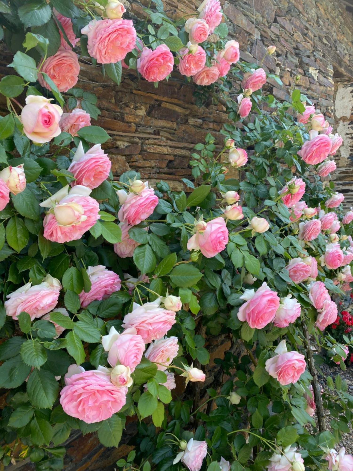 La Mouliniere, Jolie Longere Du Xviie Bed & Breakfast La Jaille-Yvon Dış mekan fotoğraf